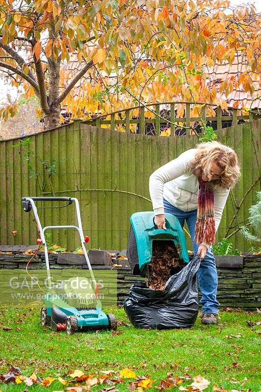 Making leaf mould. Picking up leaves using a lawn mower then putting them into a bin liner