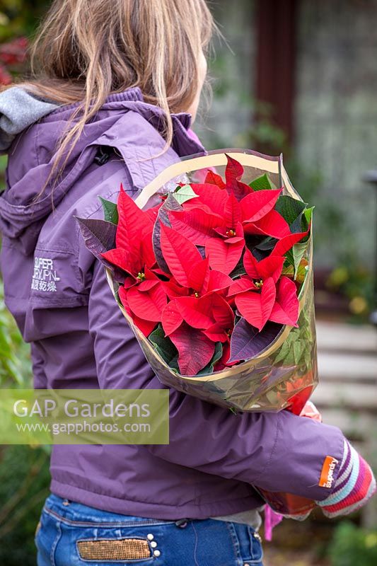 Buying a Poinsettia to bring indoors