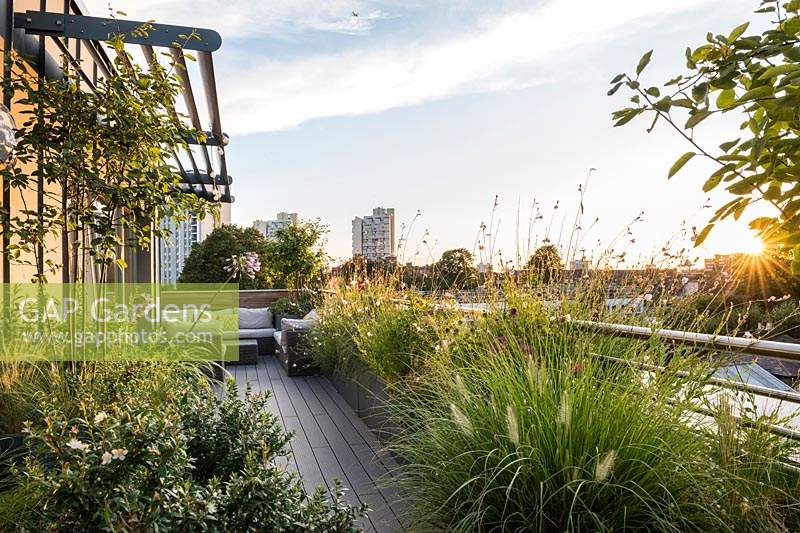 Roof garden with seating area surrounded by Pennisetum alopecuroides 'Hameln', Chinese fountain grass, Myrtus communis subsp. tarentina, Gaura lindheimeri 'Whirling Butterflies' in containers.