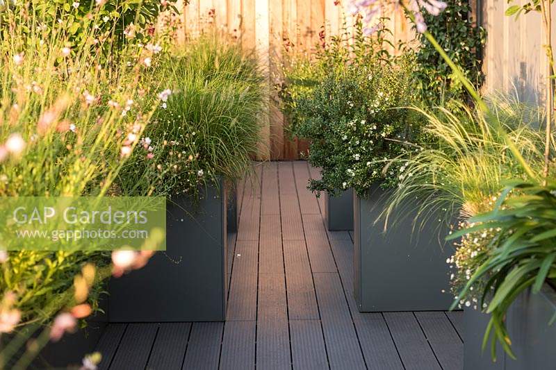 Roof garden with large containers planted with Gaura lindheimeri 'Whirling Butterflies', Penstemon 'Raven' AGM and grass Pennisetum alopecuroides 'Hameln'.