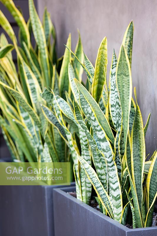 Sansevieria trifasciata Laurentii, mother-in-laws tongue. July.