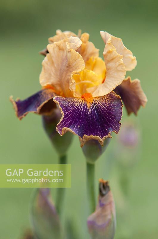 Iris 'Delirium' - Intermediate Bearded iris.

