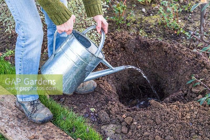 Woman watering a prepared planting hole for a shrub