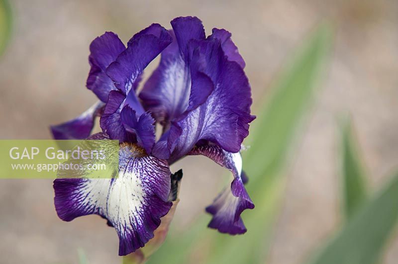 Iris 'Pacer' - Intermediate Bearded Iris.

