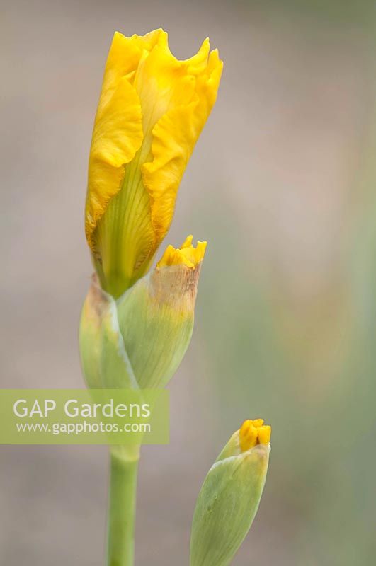 Iris 'Lemon Pop' - Intermediate Bearded Iris

