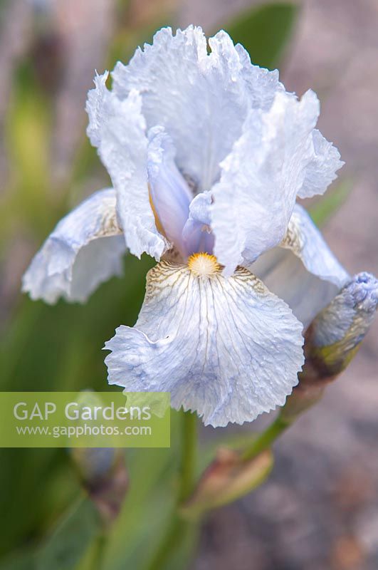 Iris 'Zua' - Historic Intermediate Bearded iris.
