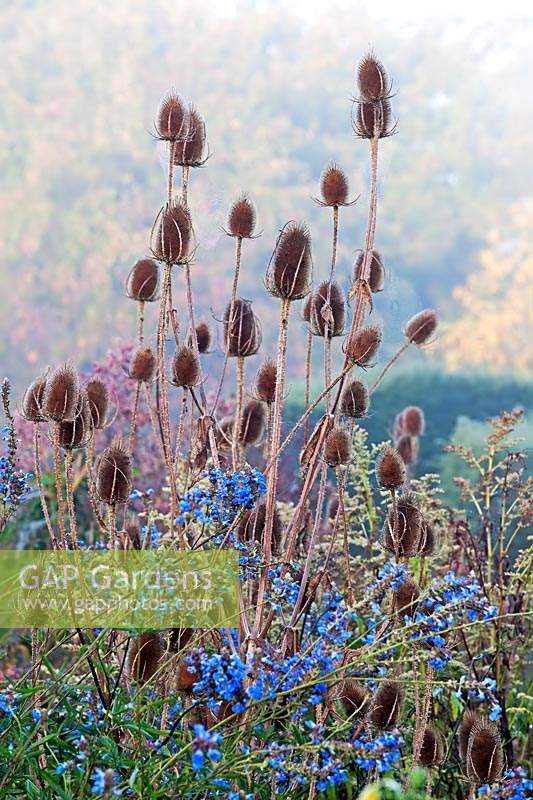 Dipsacus fullonum - Teasle seedheads at Great Dixter Gardens