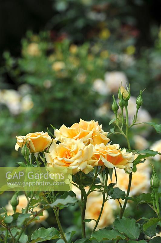 Rosa 'Golden Centennial' rose