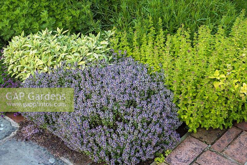 Herb bed with thymus, origanum and salvia officinalis 'Icterina'