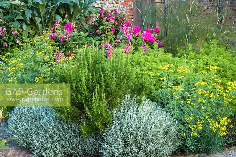 Herb bed with Rosmarinus officinale, Santolina and Ruta graveolens