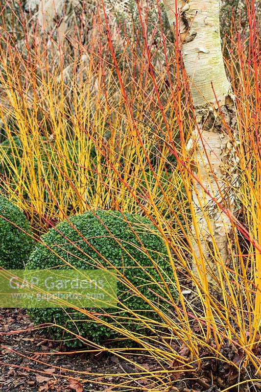 Winter plant association of Buxus - clipped Box balls - Cornus sanguinea 'Midwinter Fire'- colourful Dogwood stems, and Betula ermanii - white Silver Birch bark