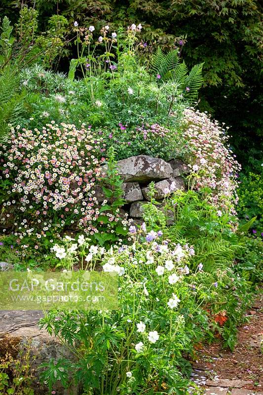Dry stone wall at Glebe Cottage with eryngiums, geranium and Erigeron karvinskianus - Mexican daisy, Mexican fleabane - growing in a wall.