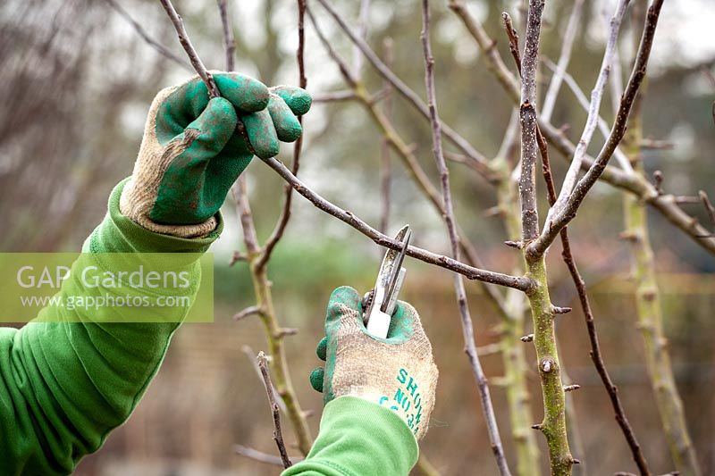 Winter pruning an apple tree - Malus domestica - with secateurs. Cutting back side stems. 