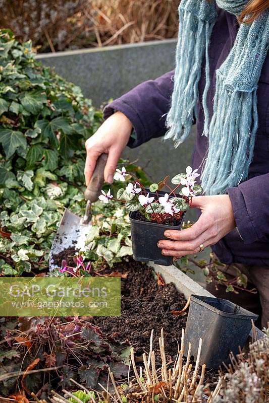 Planting out pots of Cyclamen coum in a raised bed. 