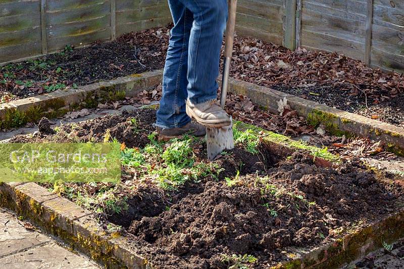 Digging in green manure - Phacelia tanacetifolia - Scorpion weed - in a border in the vegetable garden. 