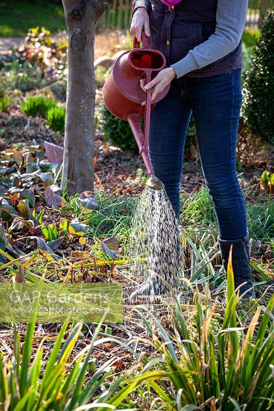 Feeding border plants in spring with liquid feed using a watering can. 