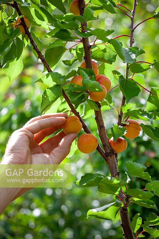 Harvesting apricots - Prunus armeniaca
