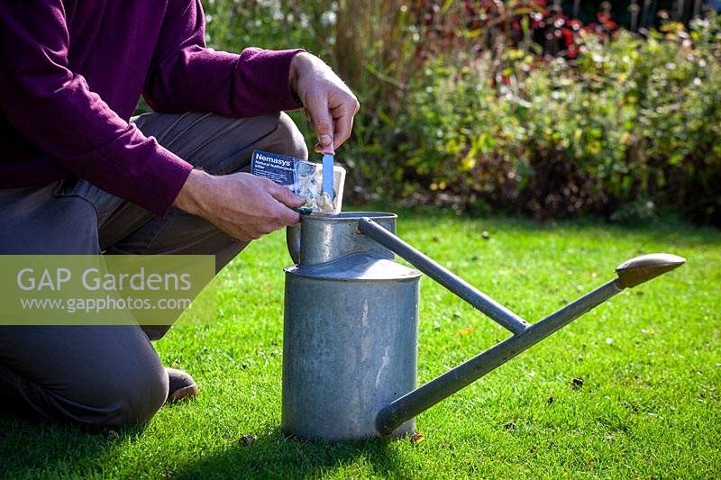 Applying Nemasys nematode leatherjacket killer to lawn. Mixing in watering can