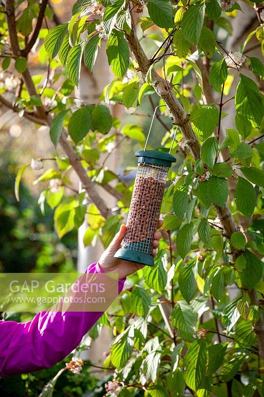 Putting up a hanging bird feeder filled with peanuts in a tree