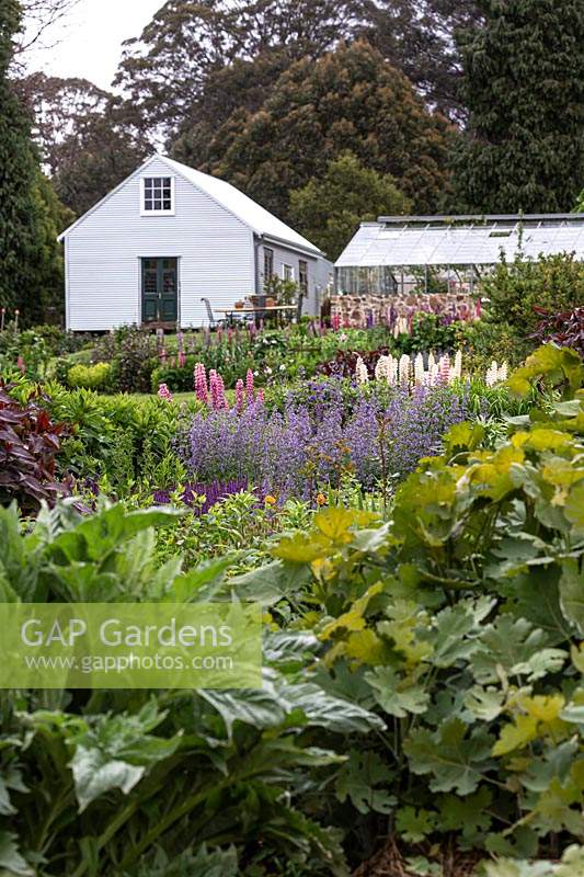 A drift planting of purple Nepeta x faassenii - Catmint - in a herbaceous perennial border, in front of a farm outbuilding and nursery glasshouse with trees beyond