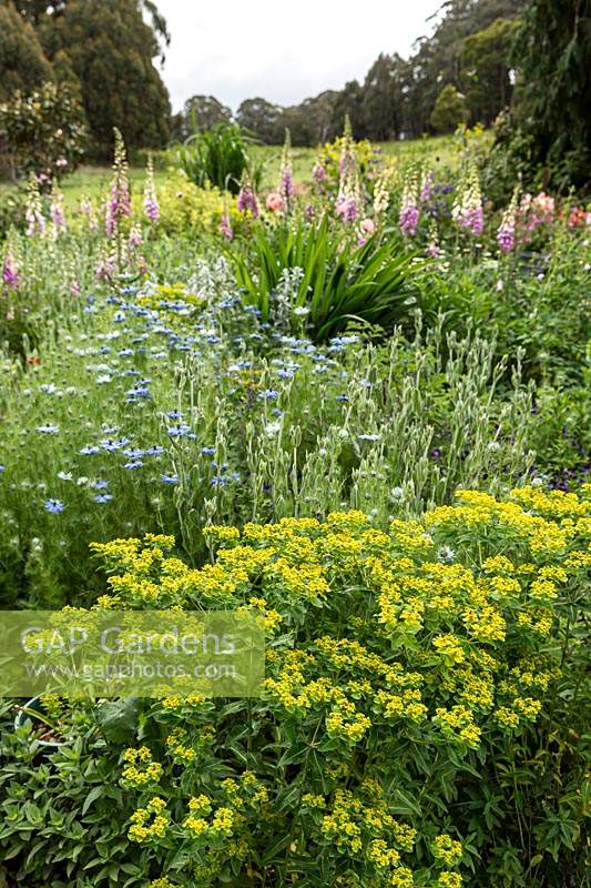 Detail of flower bed featuring a drift planting of Nigella damascena - Love-in-a-mist and a Euphorbia - Spurge - with yellow bracts, beyond Digitalis - Foxglove and mature trees