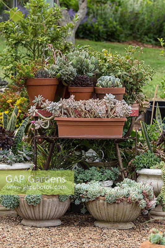 A collection of potted succulent plants displayed on a retro formica table, two cast cement bowls planted with Echeveria 