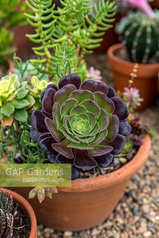 Close up of a single rosette of an Aeonium arborescens 'Velour' with glossy dark purple and green fleshy leaves growing in a mixed pot with other succulents