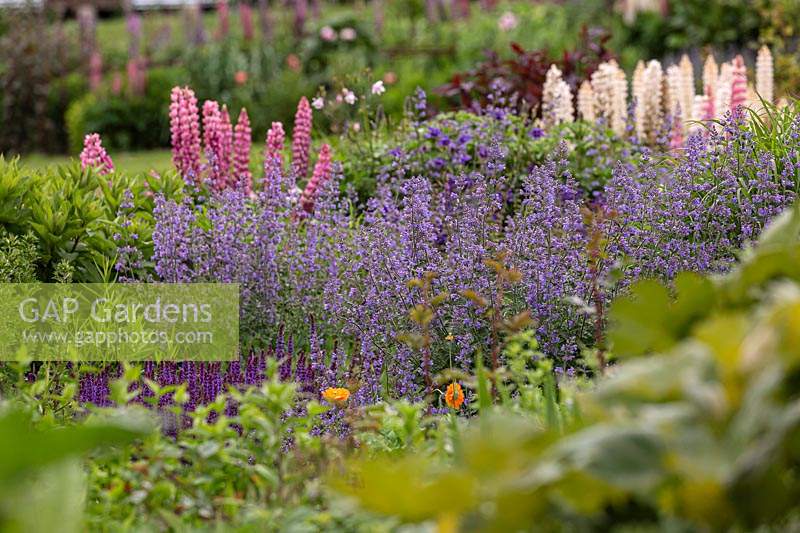 Detail of an herbaceous perennial bed with a drift planting of Nepeta x faassenii - Catmint with contrast of pink spires of Lupinus - Lupin in background