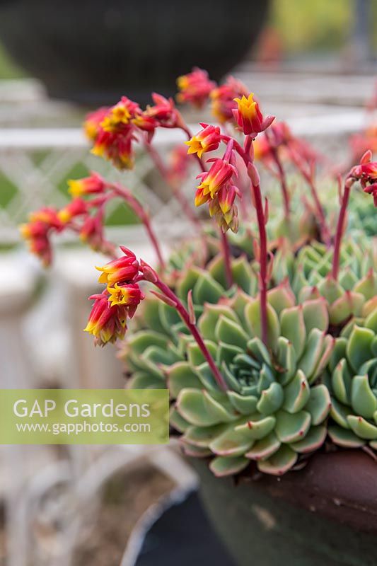 Close up of a potted Echeveria agavoides 'Lipstick' showing flowers growing from rosettes