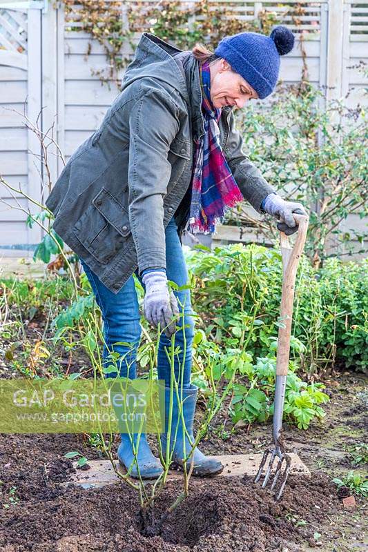 Woman placing newly moved rose shrubs in prepared planted hole