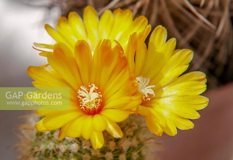 Parodia aureispina cactus in bloom. 
