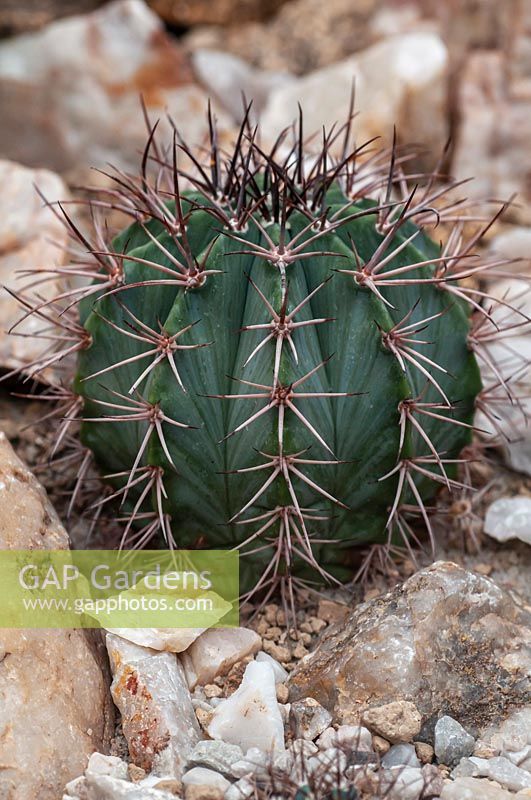 Melocactus azureus - Globose cactus with a frosty blue coloration