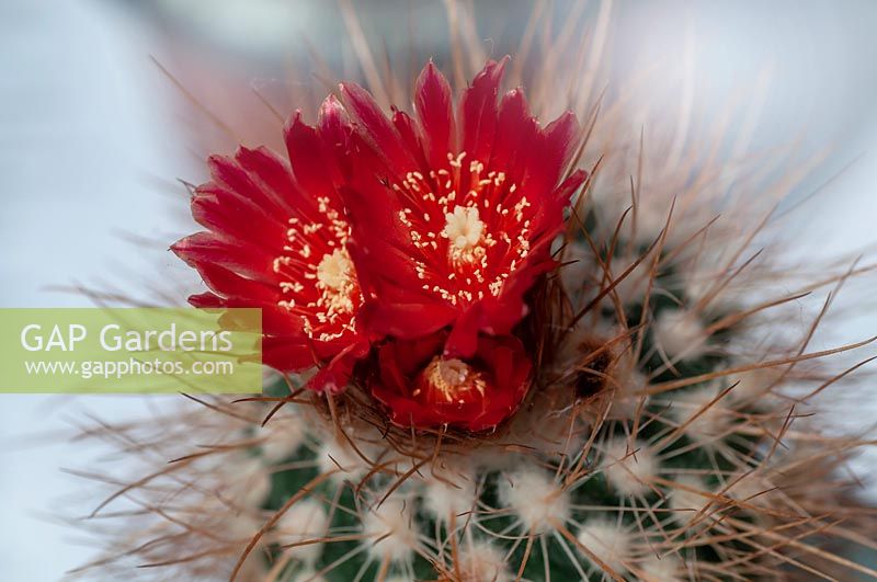 Parodia cactus in bloom.