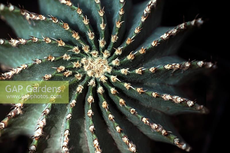 Ferocactus schwarzii - Ball-shaped cactus