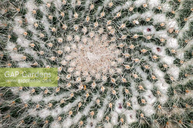 Mammillaria perbella cactus 