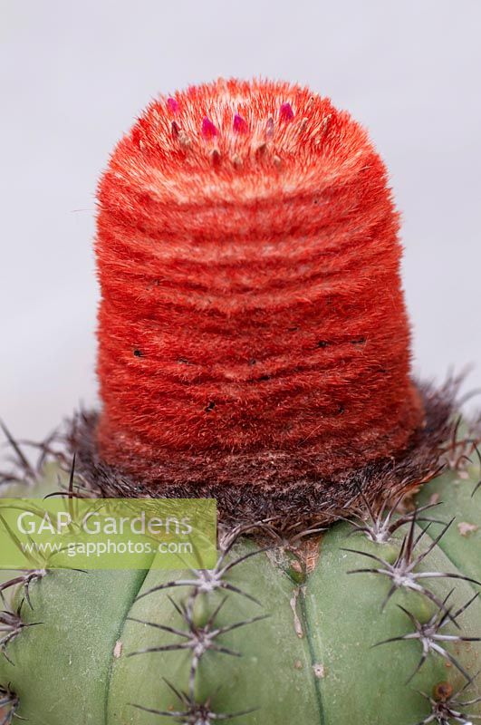 Melocactus matanzanus - Dwarf Turk's-cap Cactus
