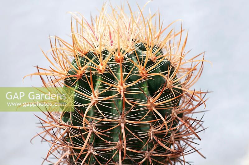 Ferocactus  acanthodes - California Barrel Cactus 