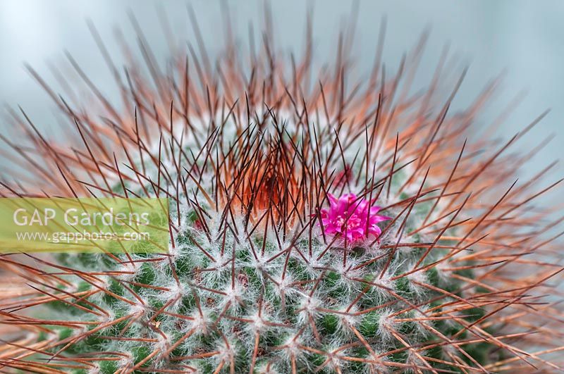 Mammillaria candida with long thorns and pink flower 