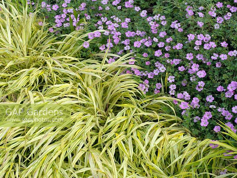 Hakonechloa macra 'Aureola' - Golden Hakonechloa and Geranium 'Mavis Simpson' in garden border. 