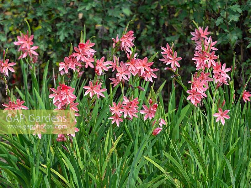 Hesperantha coccinea 'Fenland Daybreak' - Crimson Flag Lily 'Fenland Daybreak'