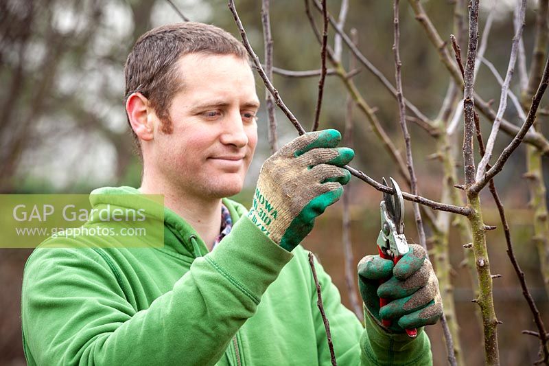 Winter pruning an apple tree - Malus domestica - with secateurs. Cutting back side stems