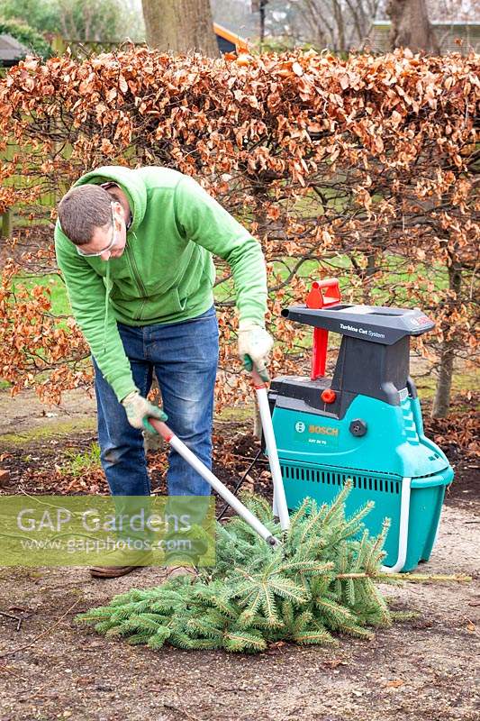 Shredding a Christmas tree using a shredding machine wearing protective gloves and glasses
