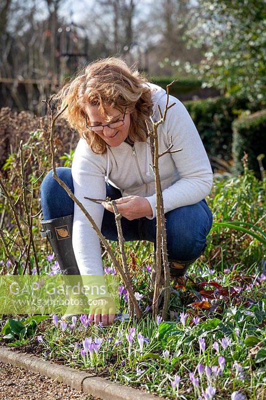 Pruning roses in late winter or early spring - cutting out old or diseased wood. 