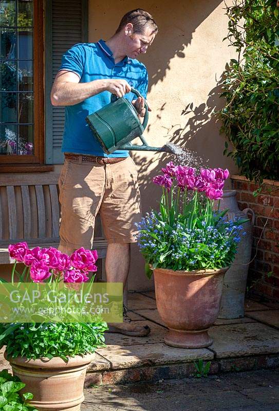 Feeding container grown tulips with liquid feed using a watering can.