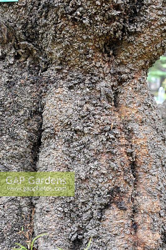 Schinus Molle - peruvian pepper tree