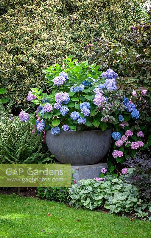 A large container of Hydrangea macrophylla 'Endless Summer' on plinth in a border