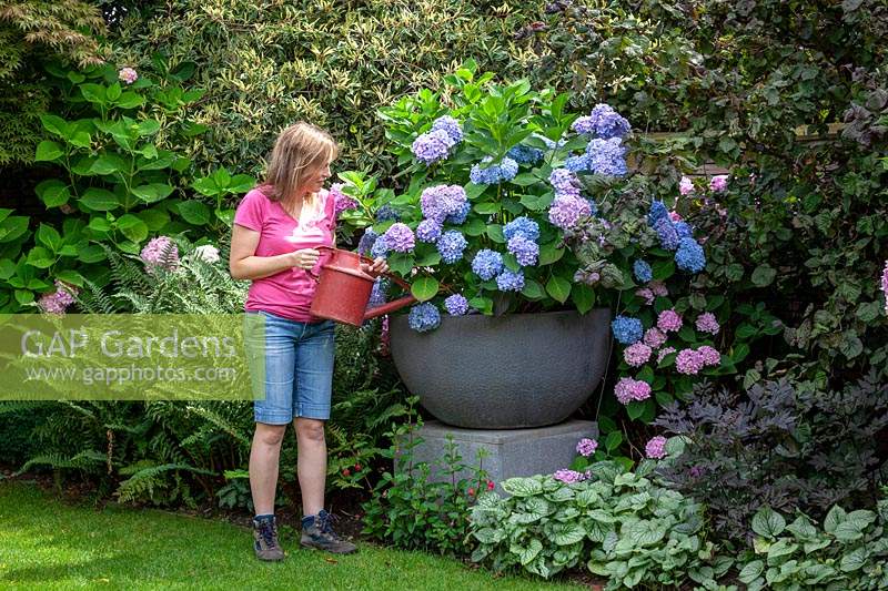 Watering a large container of Hydrangea macrophylla Endless Summer