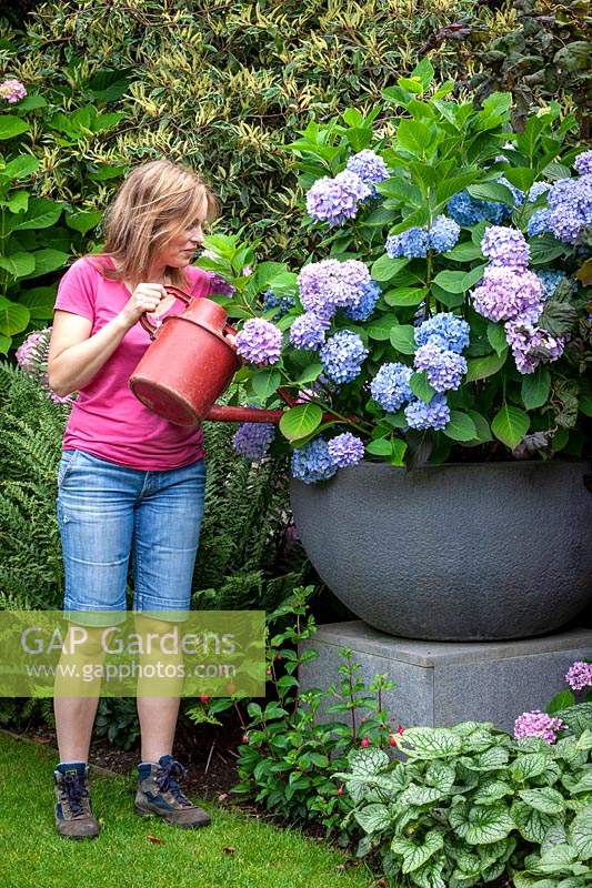 Watering a large container of Hydrangea macrophylla Endless Summer