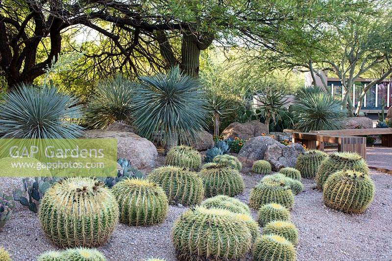 Echinocactus grusonii - Golden Barrel Cactus or Mother-in-law's Cushion in a border planting scheme