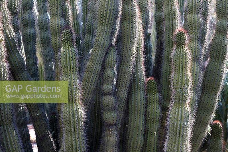 Stenocereus thurberi, the organ pipe cactus.